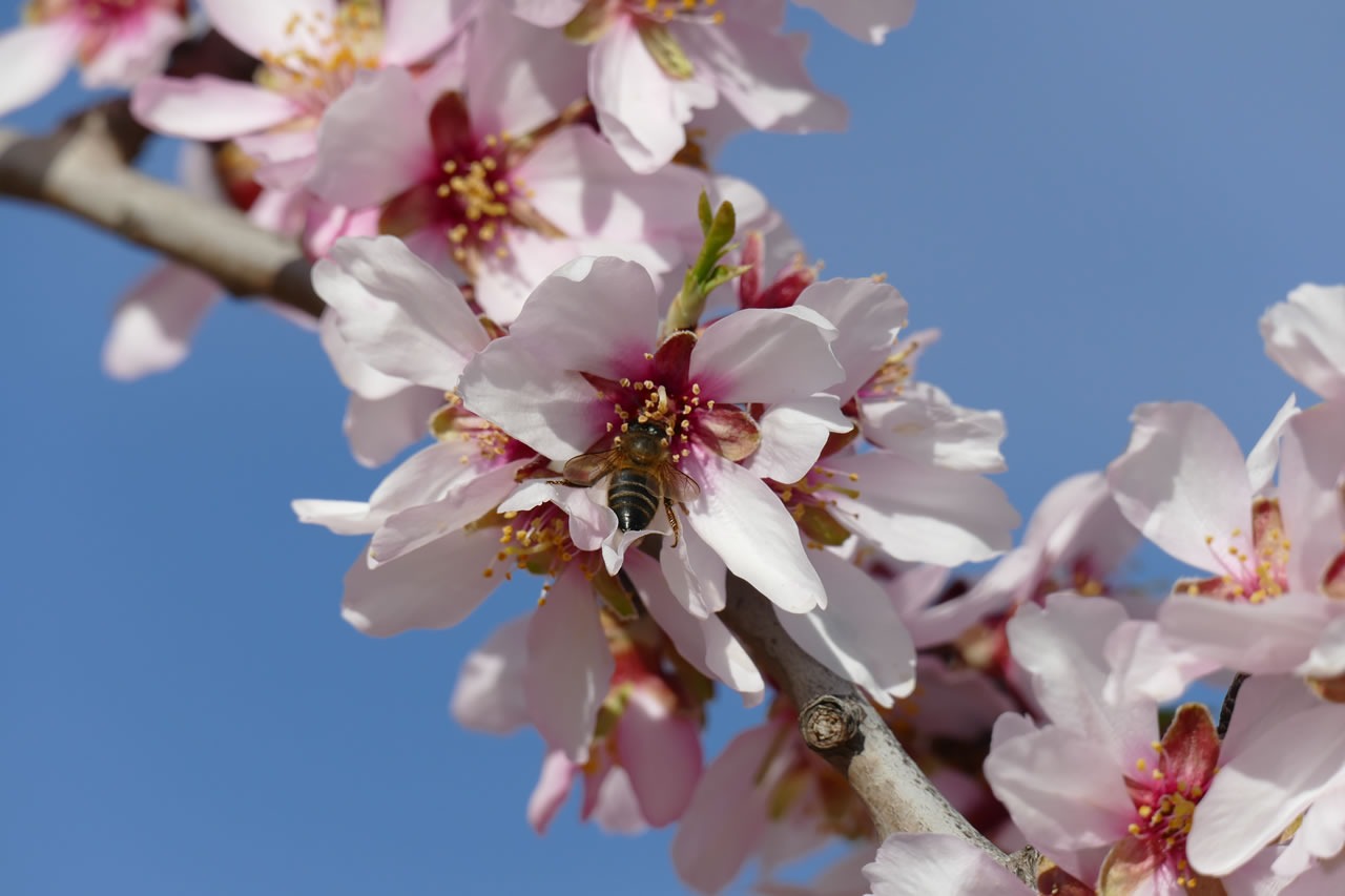 Almendras 3 Kg.