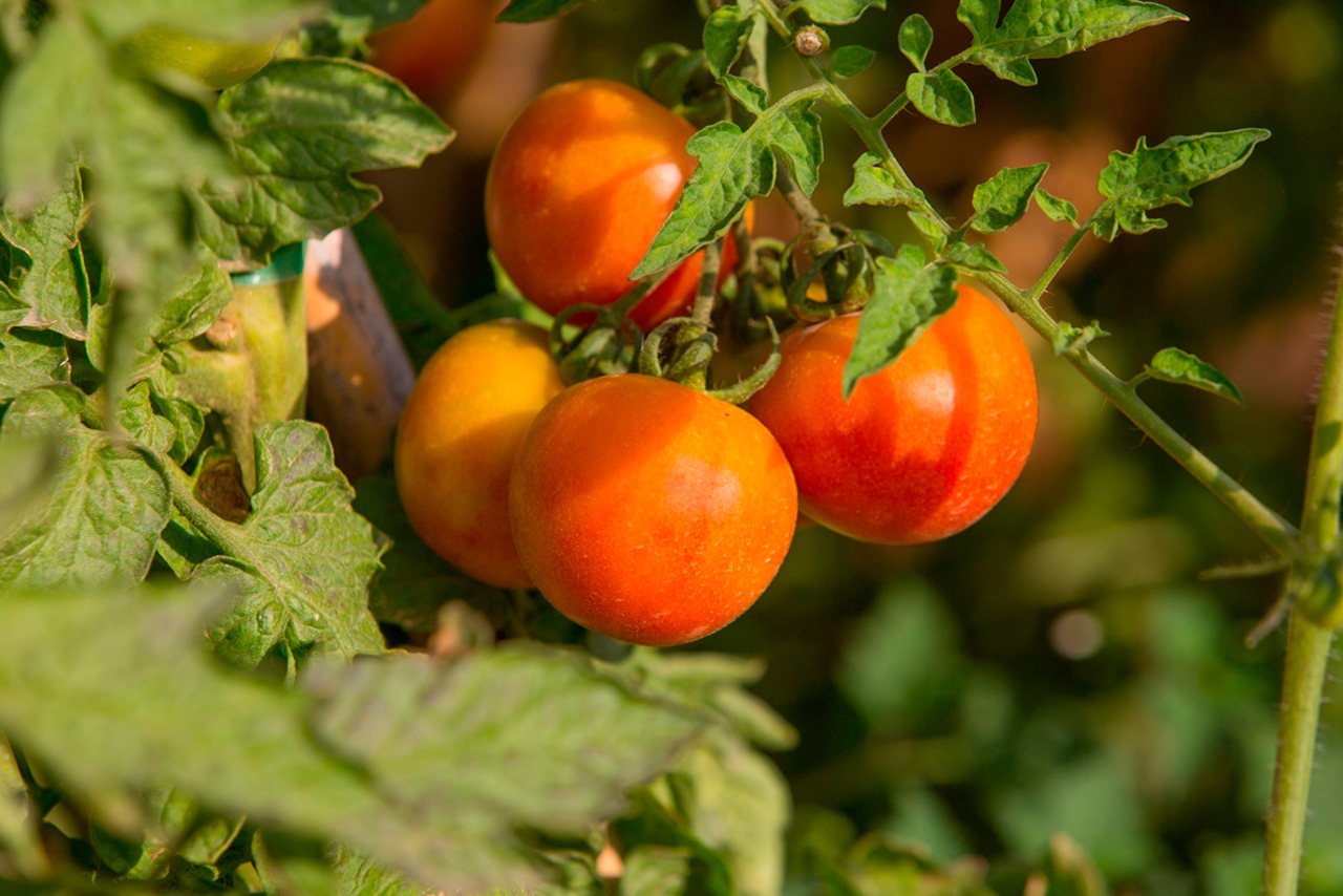 Tomate de colgar (granel)
