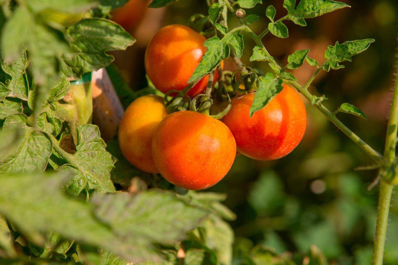 Tomate de colgar (pitufos)