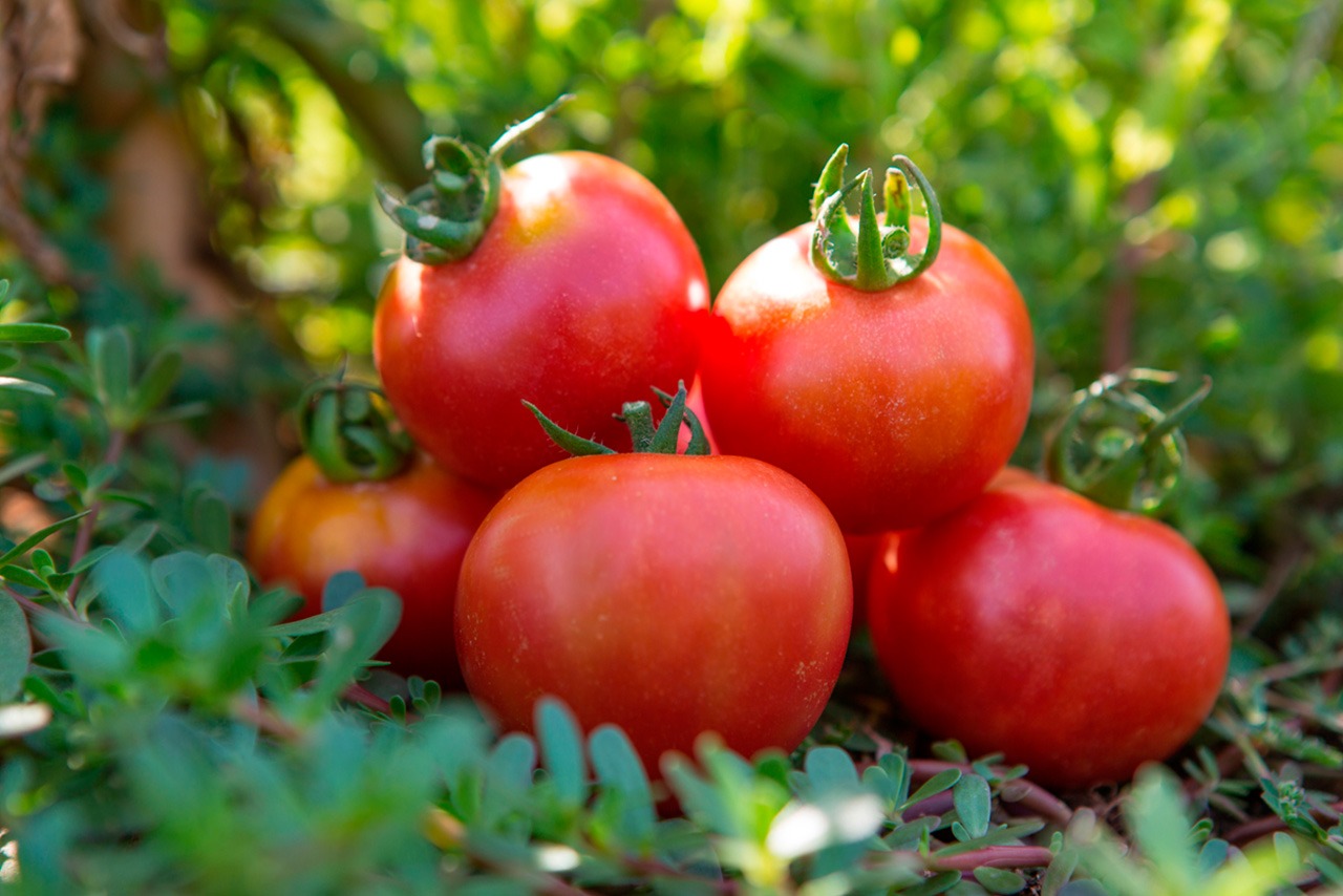 Tomate de colgar (pitufos)
