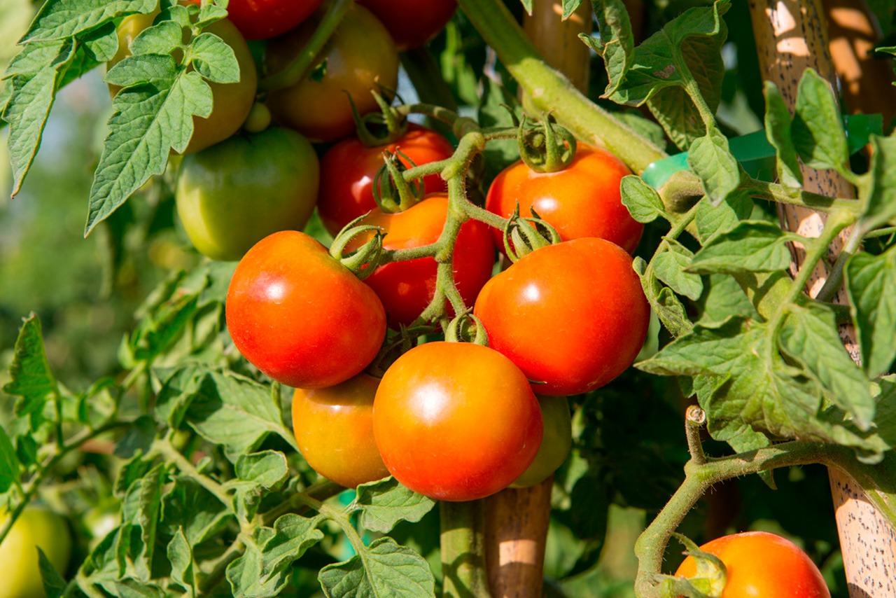 Tomate de colgar (pitufos)