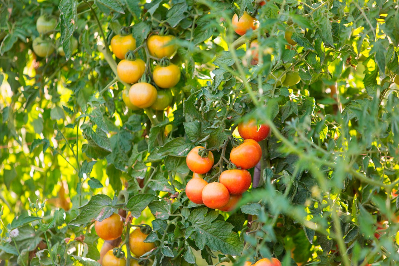 Tomate de colgar (pitufos)