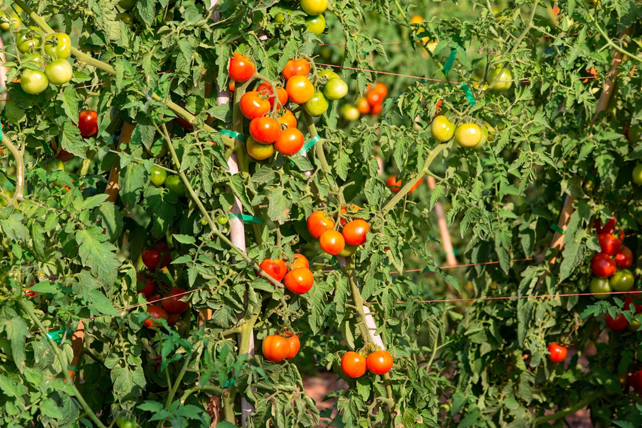 Tomate de colgar (pitufos)