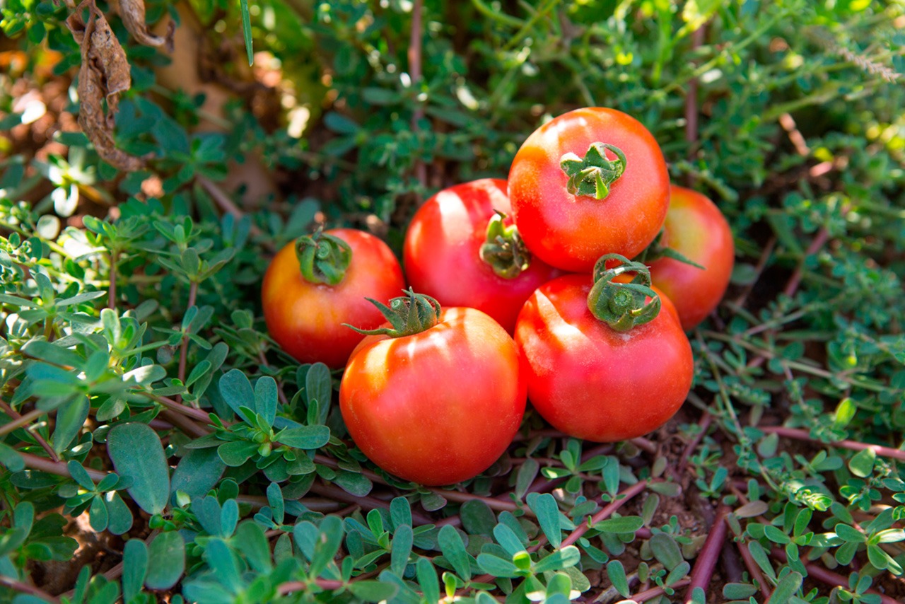 Tomate de colgar (pitufos)