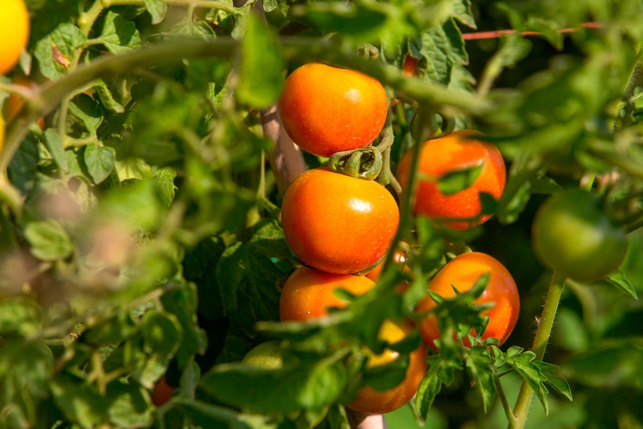 Tomate de colgar BIO (ristra)