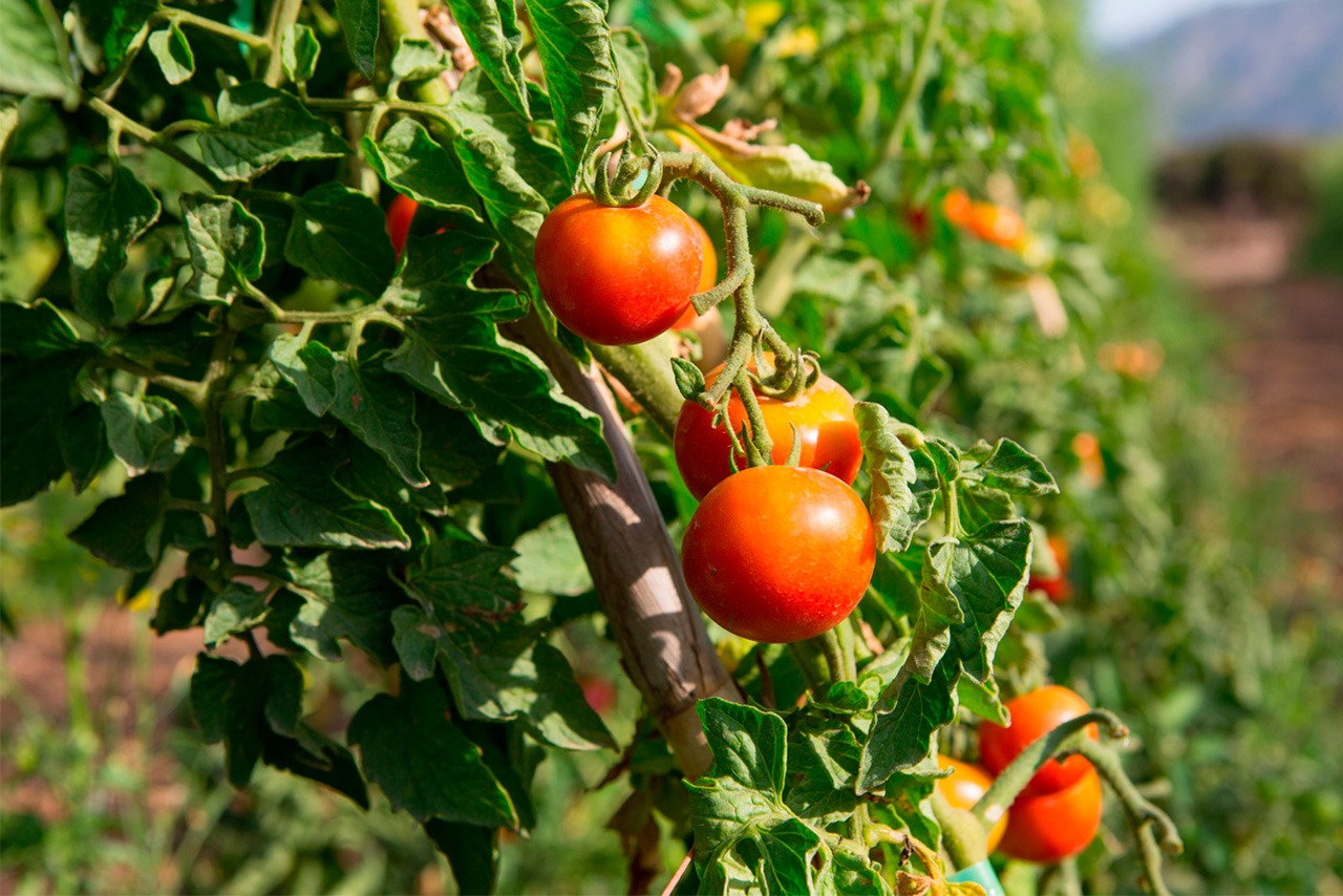 Tomate de colgar (tarrina 700 gr.)