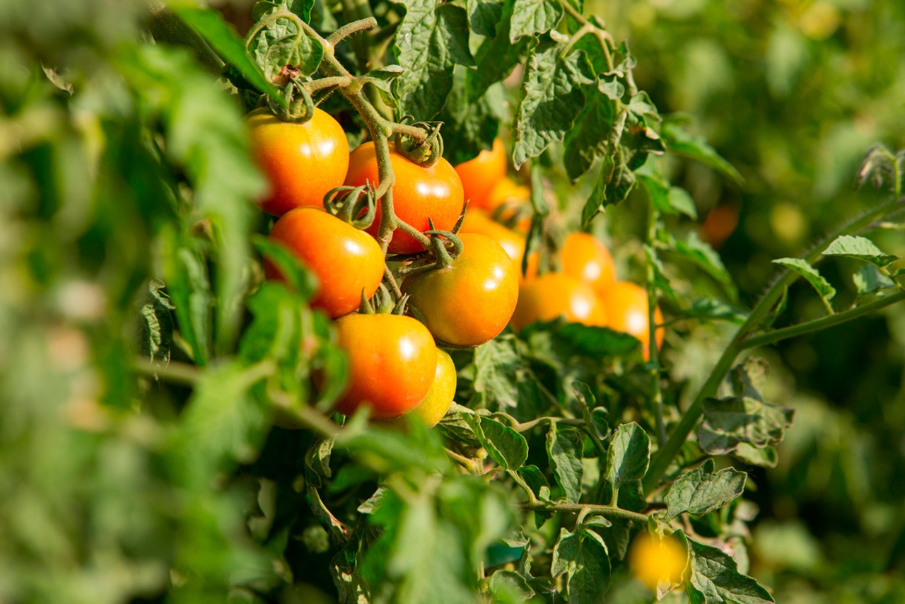Tomate triturado 150 ml