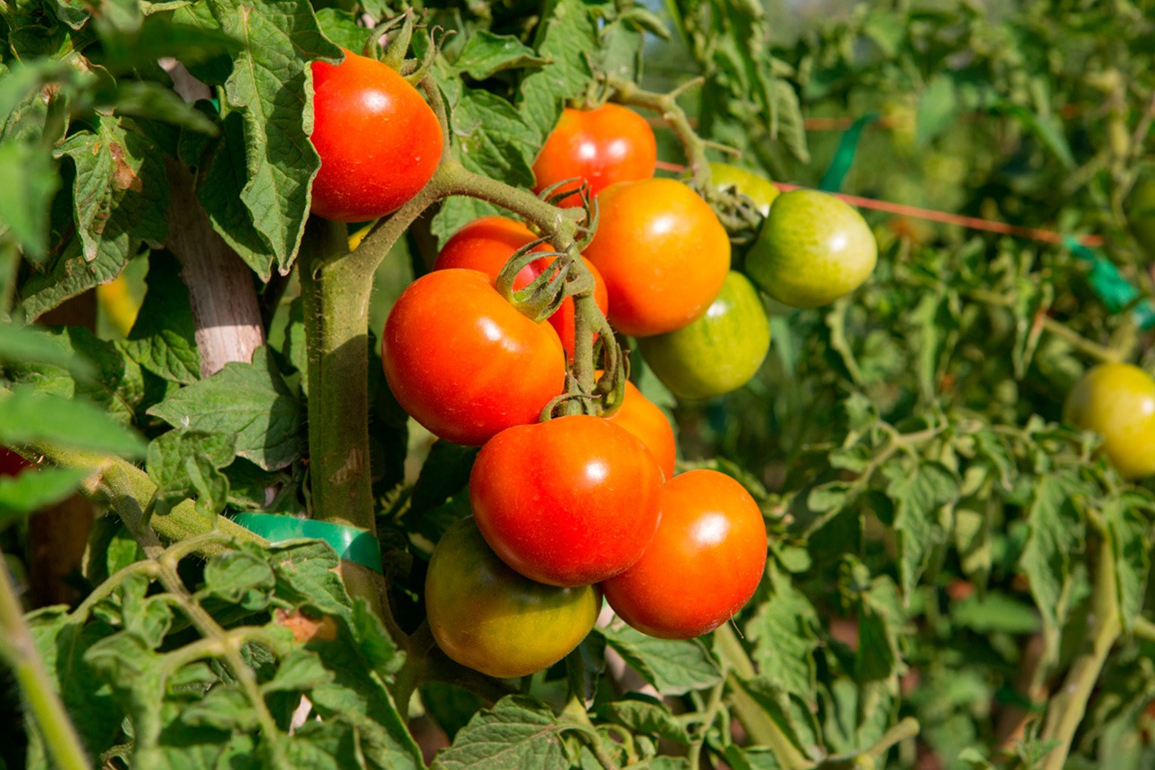 Tomate triturado 250 ml